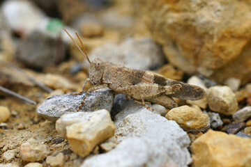 Closeup on the blue-winged grasshopper, Oedipoda caerulescens sitting on stones