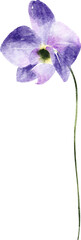 violet viola flower hand drawn watercolor painting