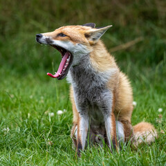 red fox vulpes yawning in the grass