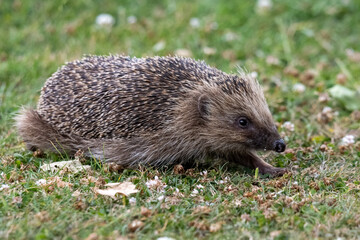 hedgehog in the summer  grass