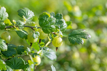 fresh ripe gooseberries
