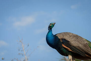 A view looking up of a Peacock against a blue sky background in the Florida Everglades.  A Peacock is a male peafowl.