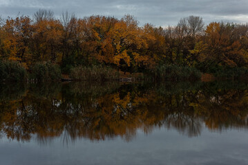 autumn evening landscape of trees in the reflection of the river. gold autumn