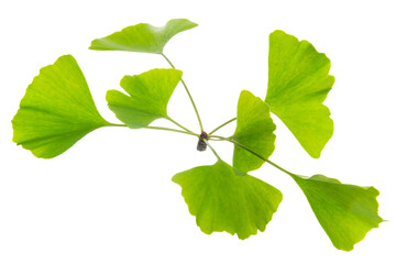 Ginkgo biloba green leaves is isolated on white background