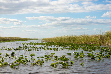 A view of the Florida Everglades taken from an air boat. Cloudy skies, green grass and lilly pads are featured.
