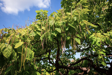 rompetenbaum Catalpa bignonioides 