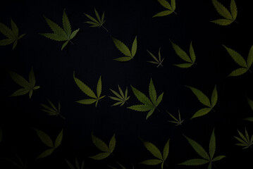 cannabis leaf pattern on black background texture