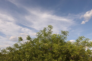 BRAZILIAN CAATINGA BIOME TREES