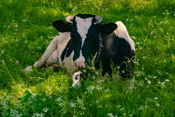 cow resting in the shade on the grass