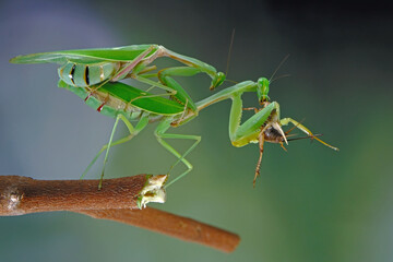 mating praying mantis on branch