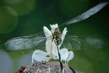 praying mantis with prey