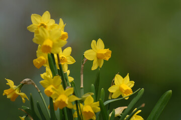 Gelbe Narzissen bl&uuml;hend, im Freien
