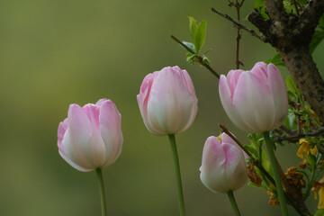 Tulpenblüten blühen, im Freien