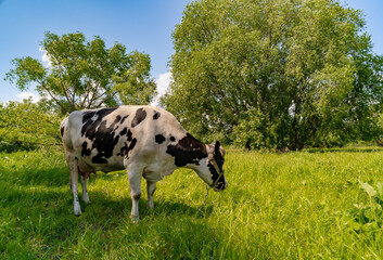a cow grazes in a meadow near the trees