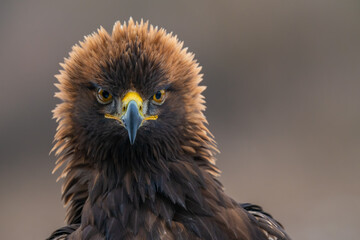 golden eagle