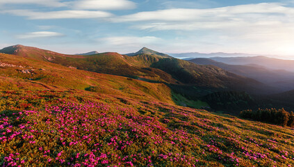 Naklejka na ściany i meble Fantastic Mountain landscape during sunset. Pink rhododendron flowers on under sunlight. Amazing nature scenery. Stunning natural landscape background. Travel adventure and freedom concept