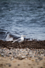 Seagull Standing on Seaweed in front of Ocean, Germany, Europe