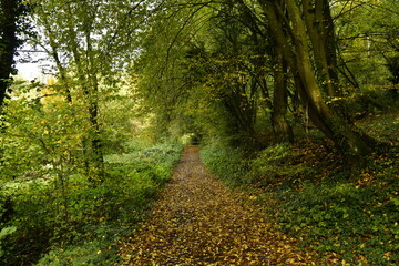 Chemin traversant une zone boisée au pied des rocher de Freyr entre Waulsort et Anseremme au sud de Dinant 