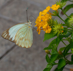 butterfly on flower