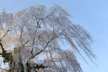Baum mit Raureif, Nordrhein-Westfalen, Deutschland, Europa