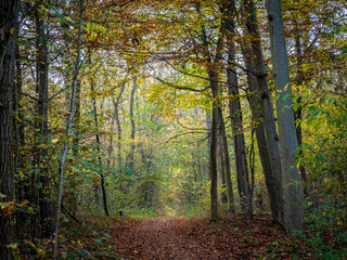 Fototapeta premium Herbst