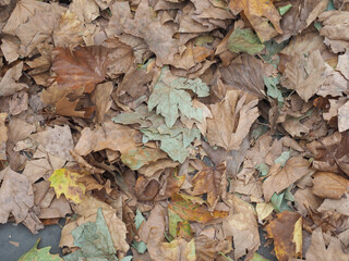brown leaves texture background