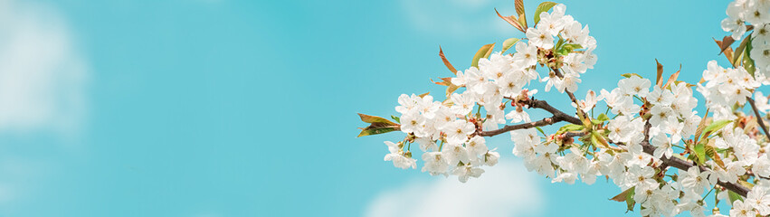 Cherry blossom branch against the blue sky. Morning outdoors. Web banner with copy space.