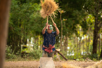 Rural life for more than 70% of Thai farmers involves farming. The beating of rice as pictured, is...