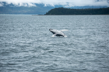 Fototapeta premium Humpback Whale Breach in Waters of Juneau, Alaska