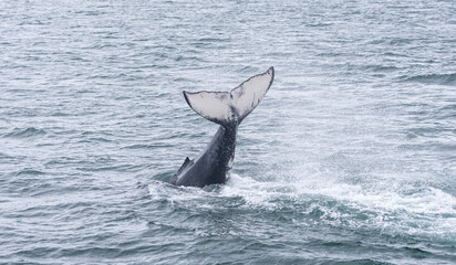 Fototapeta premium Humpback Whale Flute Breach in Waters of Juneau, Alaska