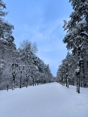 Riga. Winter in Mežapark near Ķīšezer in Latvia.
