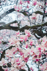 magnolia tree branches in bloom with snow on them
