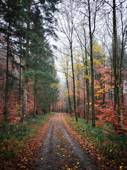 Scenic Autumn Forest Road in Southern Germany with colorful trees and misty tree crowns. A peaceful autumn walk among the fall foliage.