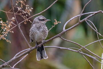 The young Chalk-browed Mockingbird or Sabia-do-campo perched on a tree. It's a typical bird from the south-central region of Brazil. Species Mimus saturninus. Birdwathching. Birding. Bird lover.