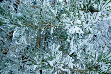 green pine tree branch covered in snow