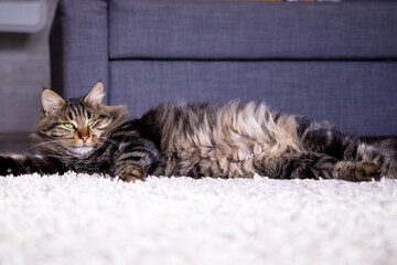 a charming Gray tabby cat lies on the floor in the living room and looks at the camera. Pets' home life