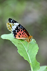 closeup the beautiful orange black color butterfly hold on the green cabbage leaf with plant soft focus natural green brown background.