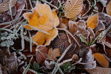 Frozen dew, ice cold in winter nature that is below freezing point and white water crystals show. Season phenomenon of white snow flakes.