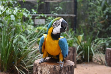 Bird