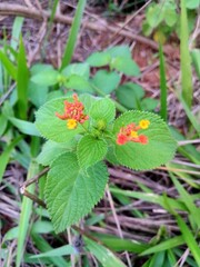 Camarazinho flor