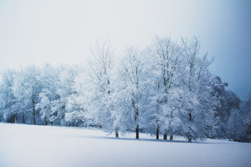 snow covered trees landscape