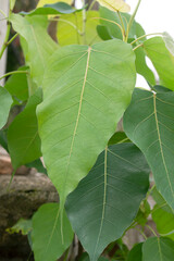 Bodhi tree or young green bodhi leaves