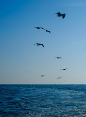 Flock of seagull flying on blue ocean in blue sky, white birds gathering in bay of bengal 