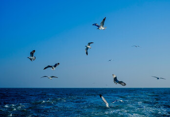 Fototapeta na wymiar Flock of seagull flying on blue ocean in blue sky, white birds gathering in bay of bengal 