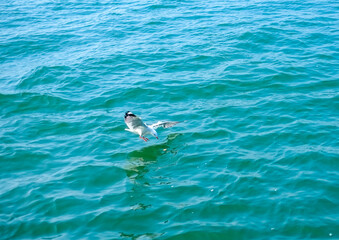 Flock of seagull flying on blue ocean in blue sky, white birds gathering in bay of bengal 