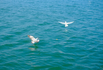 Flock of seagull flying on blue ocean in blue sky, white birds gathering in bay of bengal 