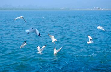 Flock of seagull flying on blue ocean in blue sky, white birds gathering in bay of bengal 