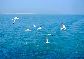 Flock of seagull flying on blue ocean in blue sky, white birds gathering in bay of bengal 