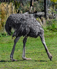 African ostrich on the lawn Latin name - Struthio camelus	