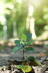 Small tree or plant growing on natural soil in forest close up, agriculture concept